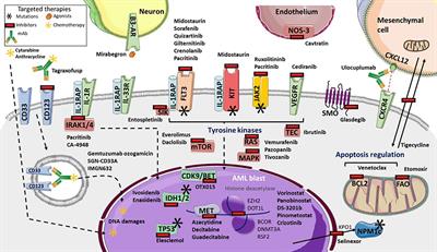 Frontiers Acute Myeloid Leukemia From Biology To Clinical Practices Frontiers Acute Myeloid Leukemia From Biology To Clinical Practices
